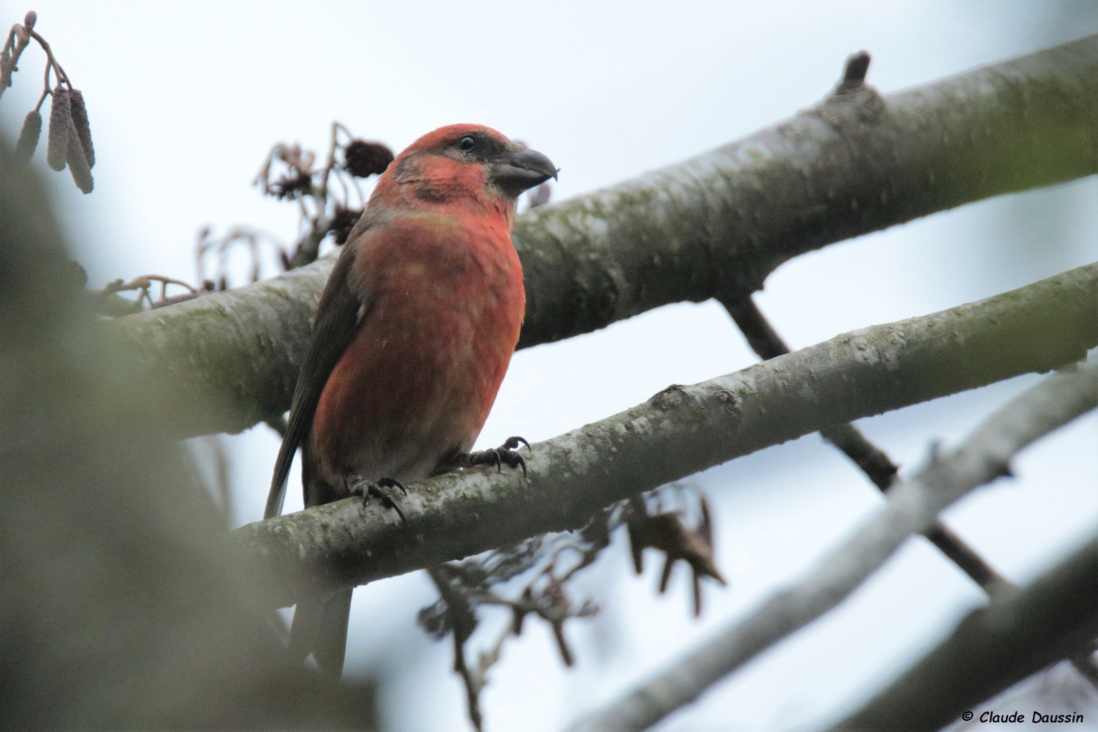 Autour des oiseaux de la Montagne Noire